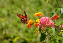 Butterfly Friendly Garden