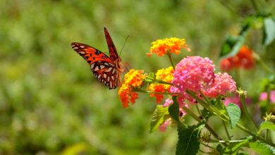 Butterfly Friendly Garden