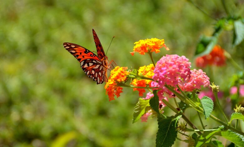 Butterfly Friendly Garden