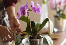 Caring for Orchids Tips