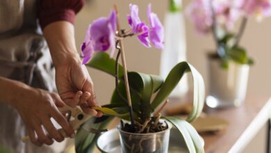 Caring for Orchids Tips