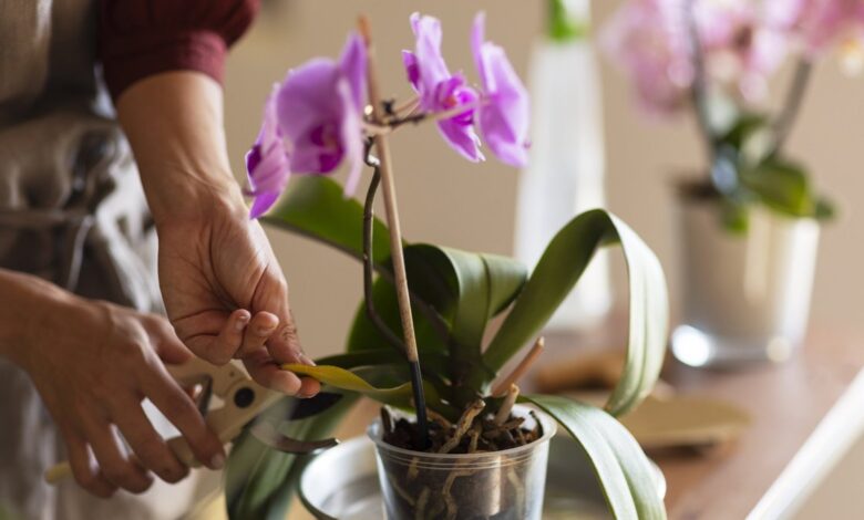 Caring for Orchids Tips