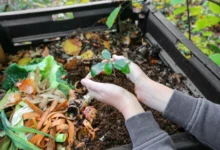 Composting for Beginners