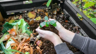 Composting for Beginners
