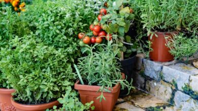 Container Gardening Vegetables