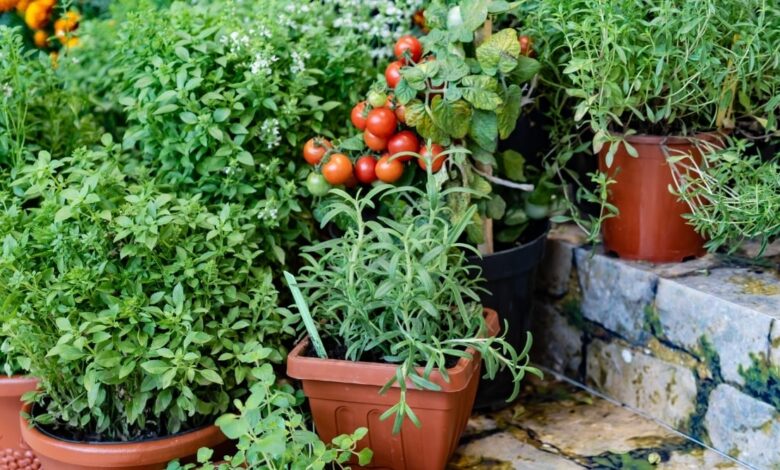 Container Gardening Vegetables