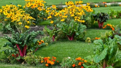 Edible Landscaping Beauty