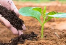 Fertilizers vs. Compost