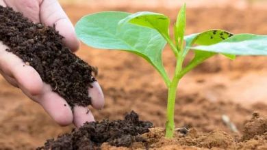 Fertilizers vs. Compost