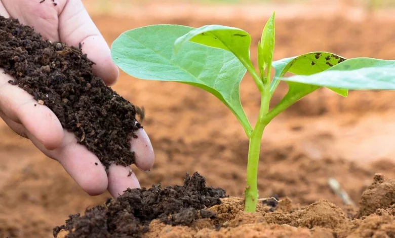 Fertilizers vs. Compost