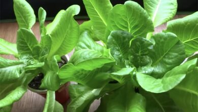 Fresh Lettuce at Home