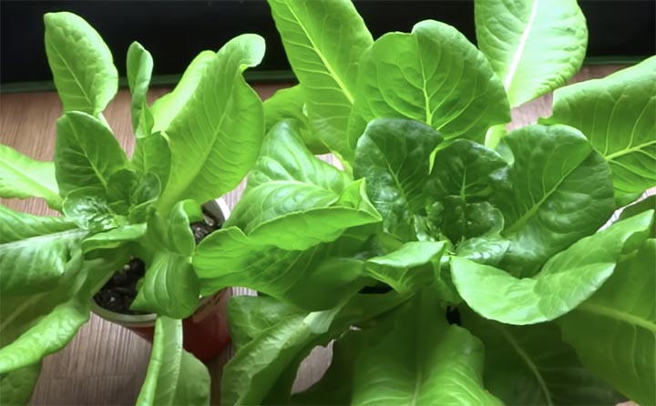 Fresh Lettuce at Home