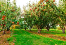 Fruit Trees Perfect