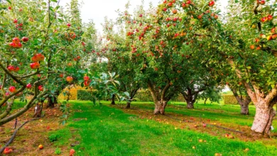 Fruit Trees Perfect