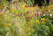 Garden Needs Native Wildflowers
