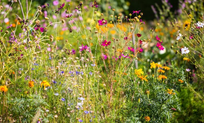 Garden Needs Native Wildflowers