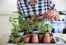 Gardening Trends