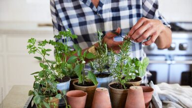 Gardening Trends