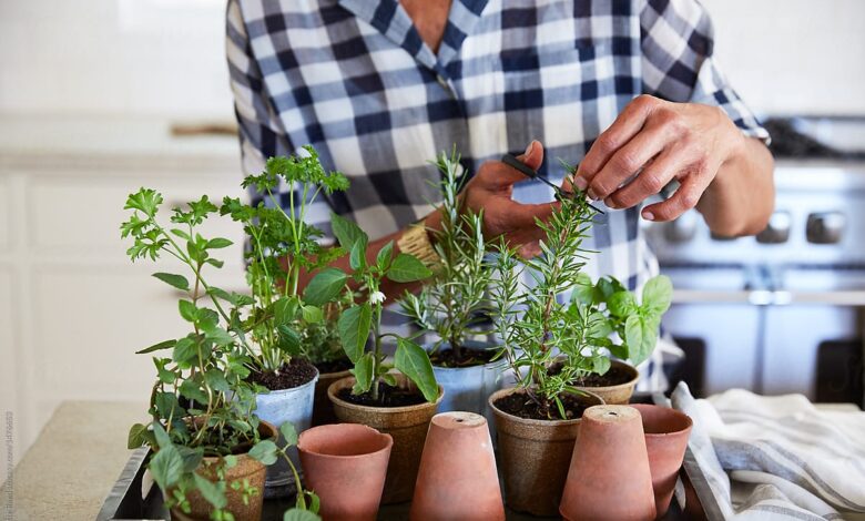 Gardening Trends