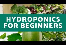 Hydroponics for Beginners