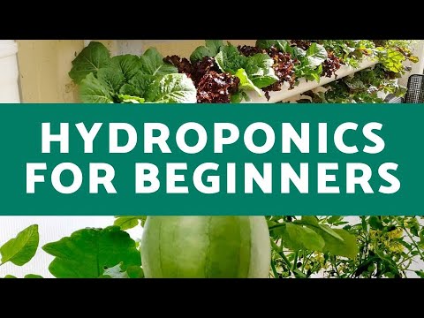 Hydroponics for Beginners