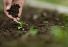 Improve Garden Soil Naturally