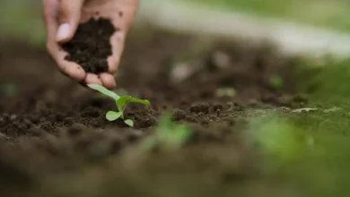 Improve Garden Soil Naturally