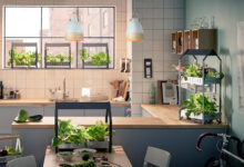 Kitchen Garden Indoors