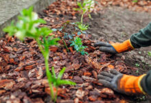 Mulching Tips for Healthier Plants