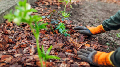 Mulching Tips for Healthier Plants