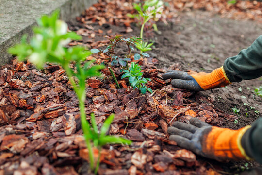 Mulching Tips for Healthier Plants