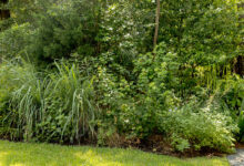 Native Plants