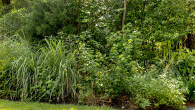 Native Plants