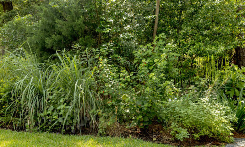 Native Plants