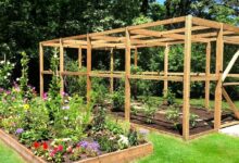 Organic Garden at Home