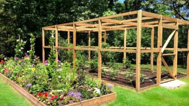 Organic Garden at Home