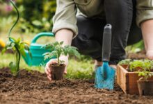Planting Vegetables That Grow