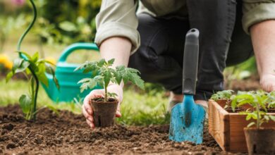 Planting Vegetables That Grow