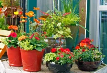 Plants for Container Gardening