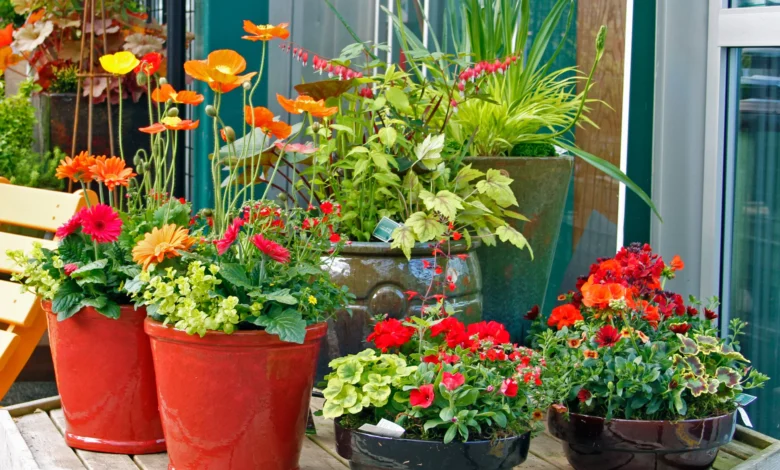 Plants for Container Gardening