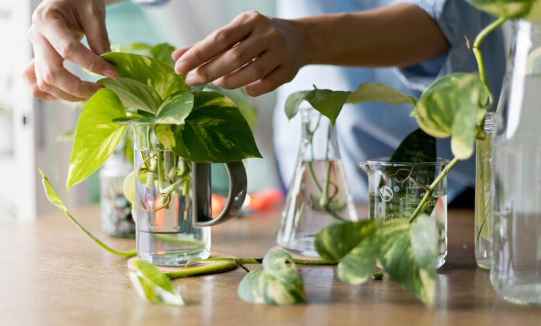 Propagate Plants