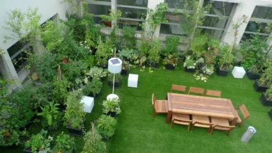 Start a Rooftop Garden