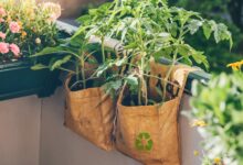 Sustainable Gardening Tips