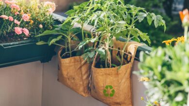 Sustainable Gardening Tips