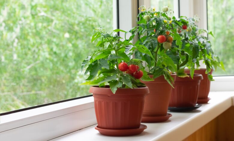 Tomatoes at Home