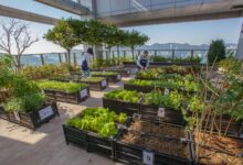 Urban Farming