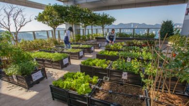 Urban Farming
