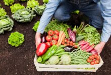 Vegetables to Grow