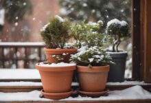 Winter gardening plants