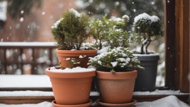 Winter gardening plants